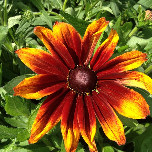 Rudbeckia Autumn Colours